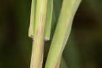 Common oat <BR>Oat